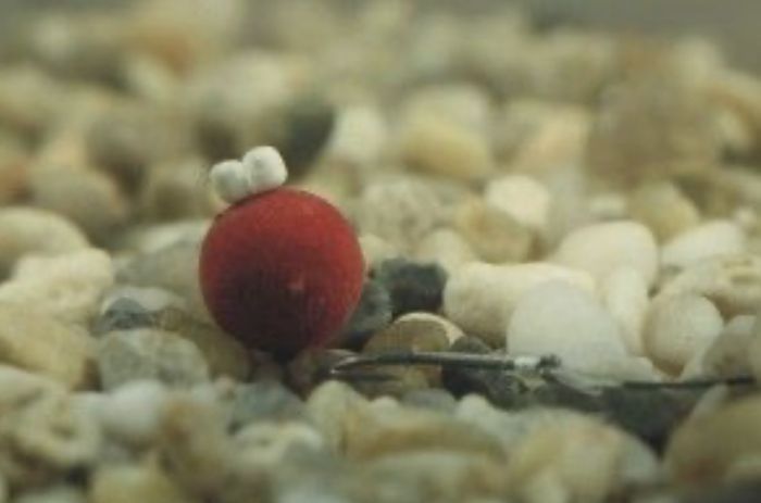 Стопора для бойлів Enterprise - Штучна кукурудза - Sweetcorn Hair Stop - Yellow - Mini