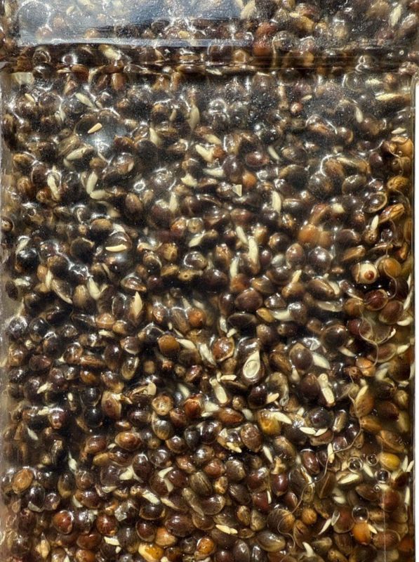 Зернова суміш Anvi - Коноплі - 1 кг