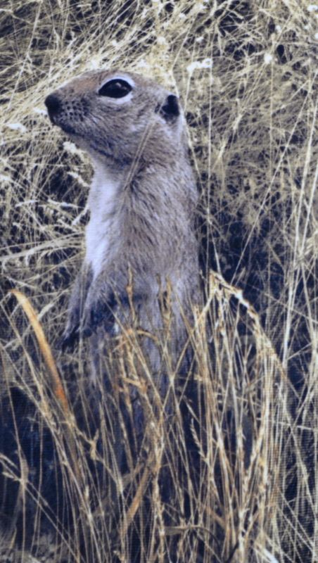 Костюм демісезонний для риболовлі та полювання - Anvi -5°C - Суслик - тканина Алова 52-54 розмір